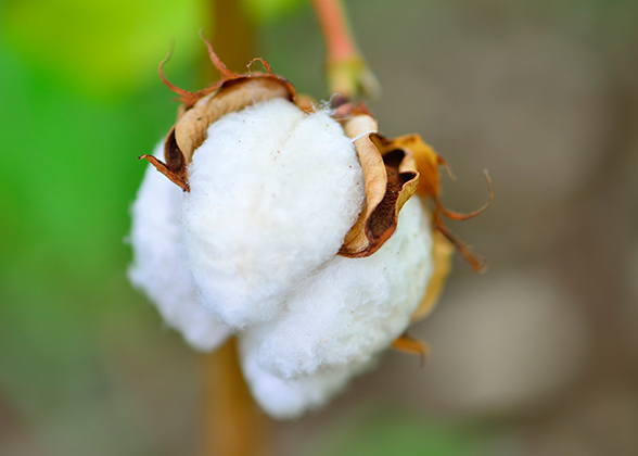 Supima Cotton