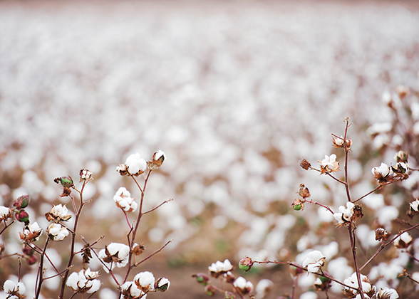 Organic Cotton
