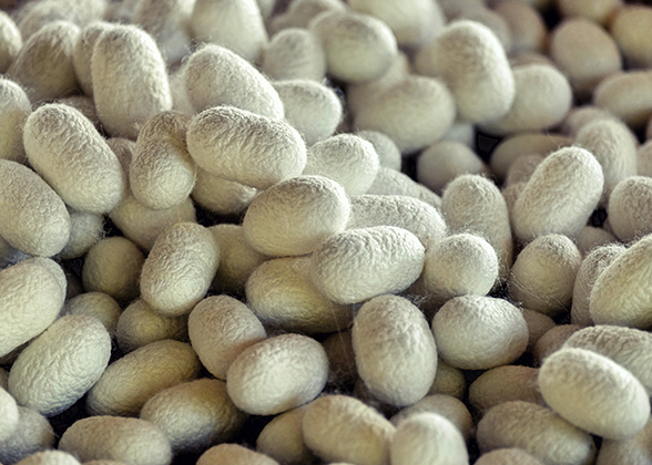 繭 まゆ について 株式会社長谷川商店 Hasegawa Corporation